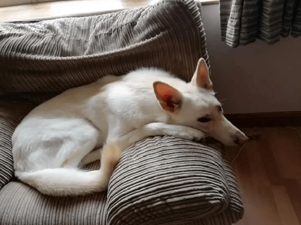 Dog relaxing after Reiki session